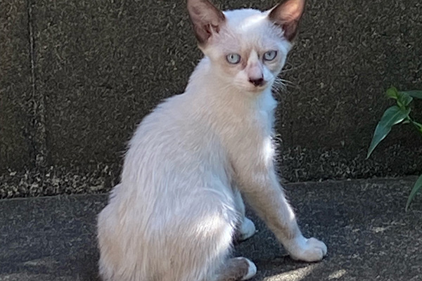 猫