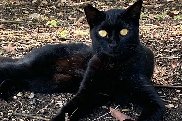 猫