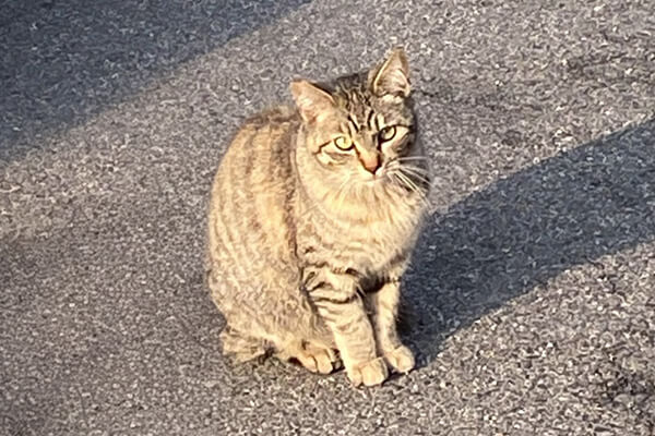 夕暮れのアスファルトの上に座るキジトラの野良猫