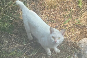 枯れ草の上に立つ真っ白な野良猫