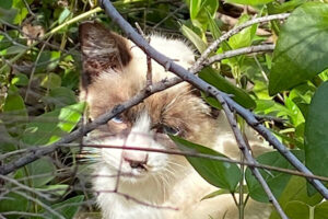 茂みの枝の間から顔を覗かせるシャムミックス風の野良猫