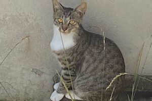 野良猫 キジ白 観察