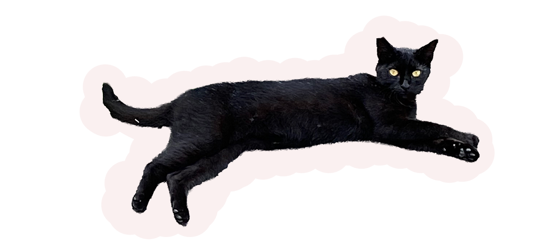 メインヴィジュアル猫